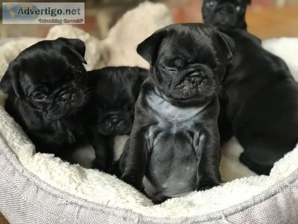 Pug puppies