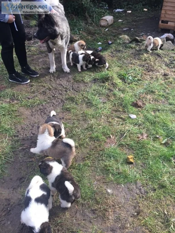 Gorgeous akita puppies available