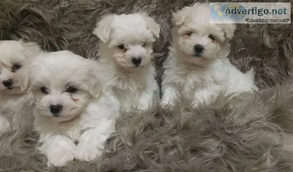 Registered maltese pups 