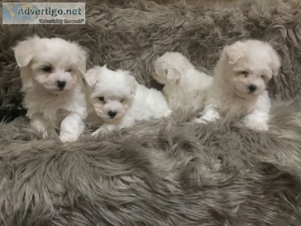 Registered maltese pups 