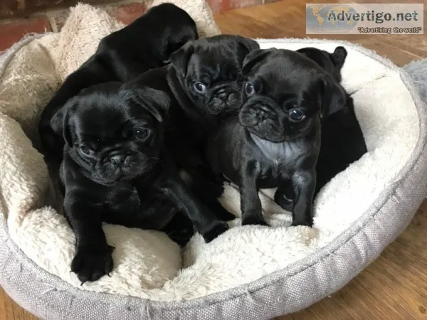 Pug puppies