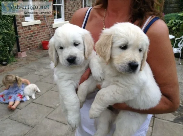 Golden retriever puppies now ready