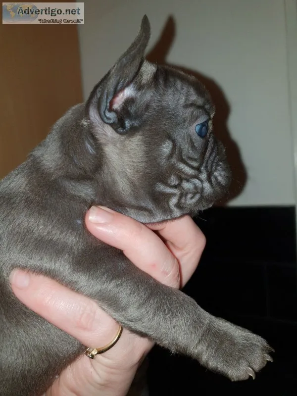 Pet