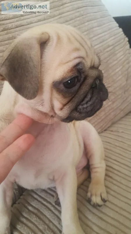 Pet
