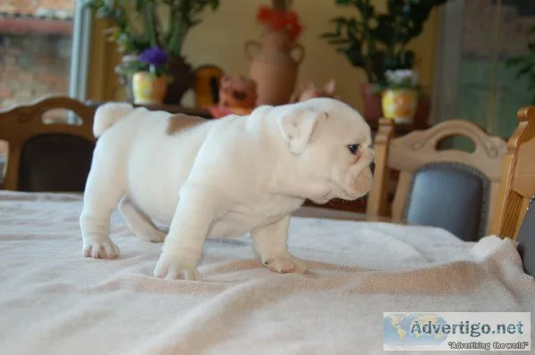 Bulldog