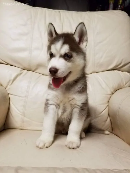  siberian husky pups