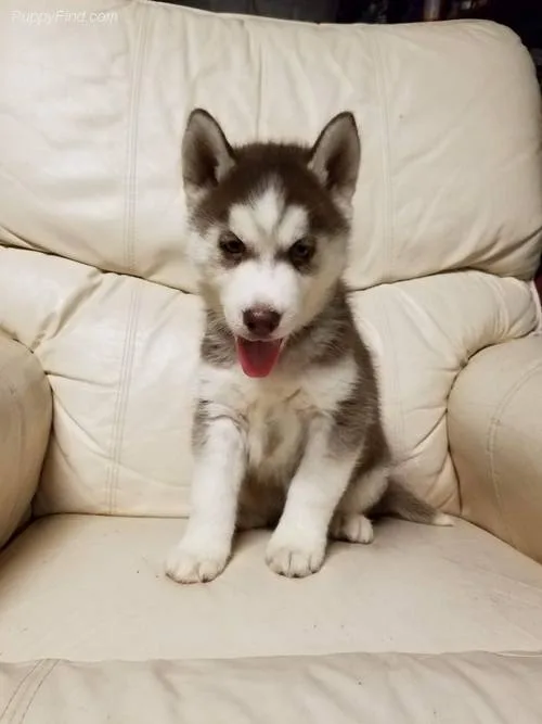  siberian husky pups