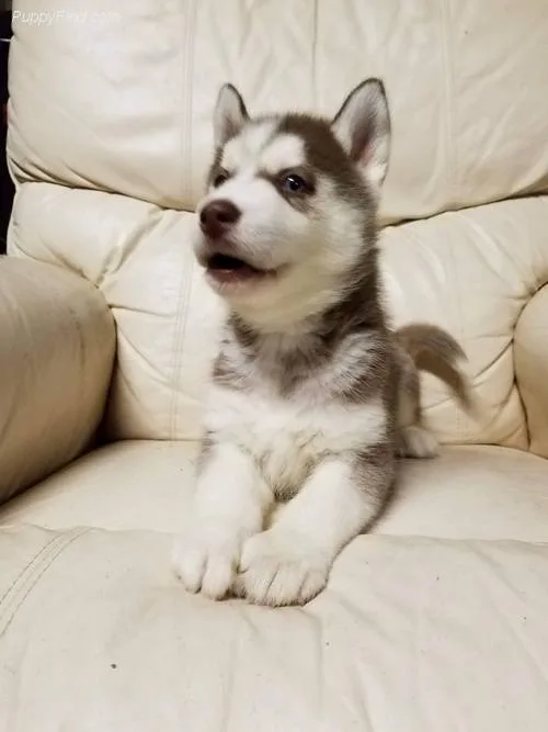  siberian husky pups