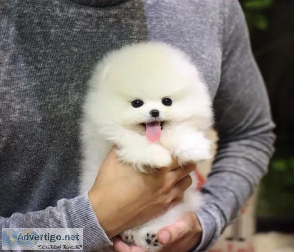Beautiful male and female pomeranian for