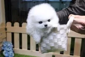 Beautiful male and female pomeranian for