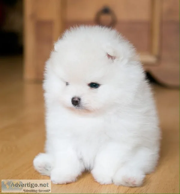 Beautiful male and female pomeranian for