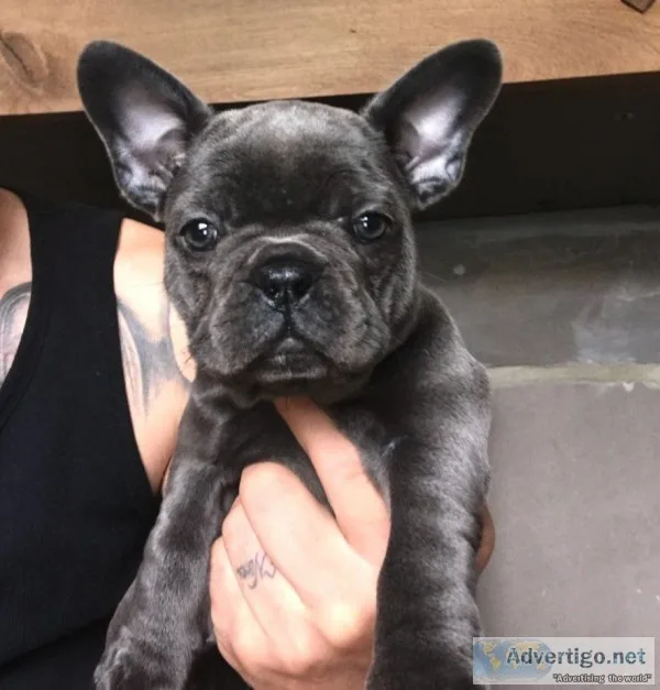 Frenchies 11 weeks, akc reg for sale