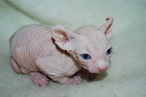 Sphynx sweet hairless kittens for sale