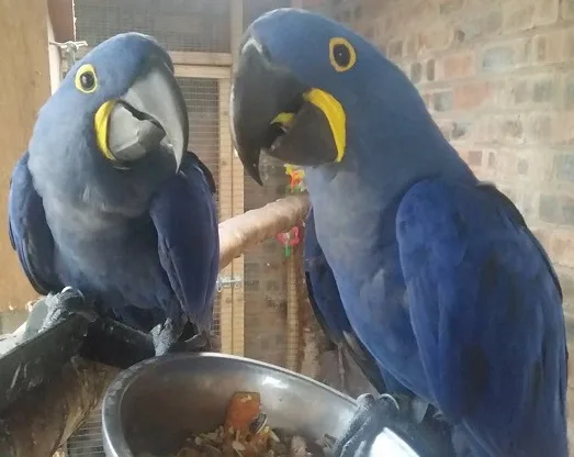 Blue hyacinth macaw parrots for sale 