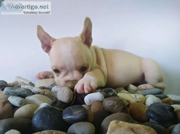 Frenchies 11 weeks, akc reg for sale