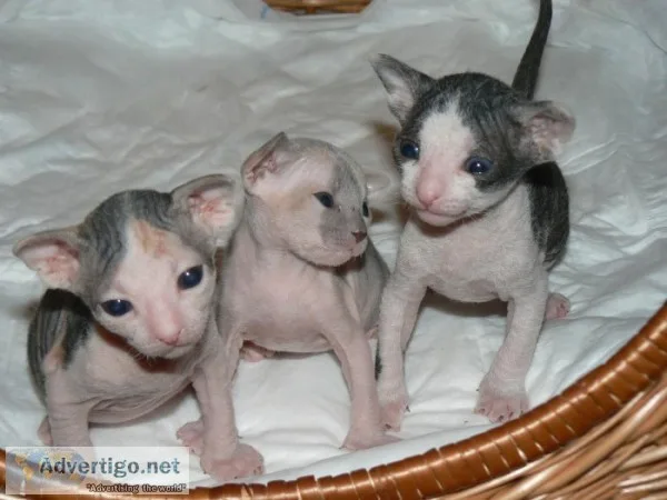 Sphynx sweet hairless kittens for sale