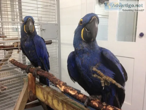 Blue hyacinth macaw parrots for sale 