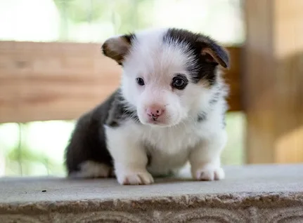 Pembroke welsh corgi puppies for sale