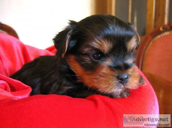 Yorkie puppies in search of a good home