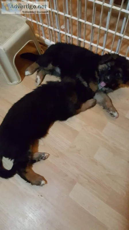 German shepherd aussie puppies 