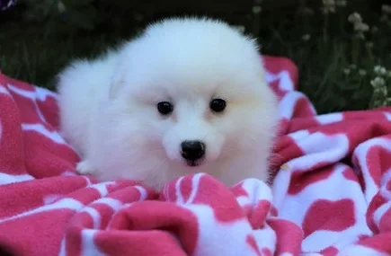 Akc samoyed puppies for sale