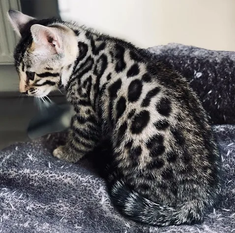 Ginja bengal kittens for companionship