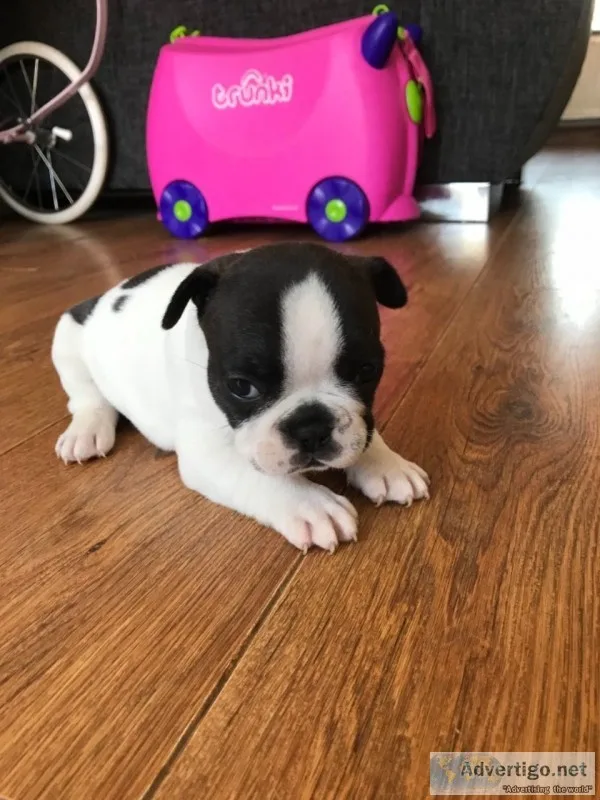 Frenchies 11 weeks, akc reg for sale