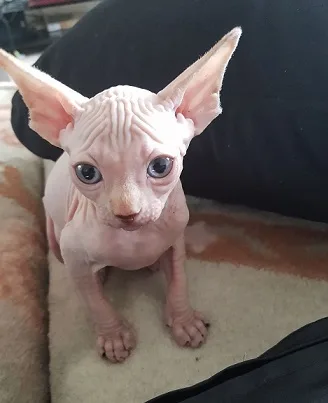 Sphynx sweet hairless kittens for sale