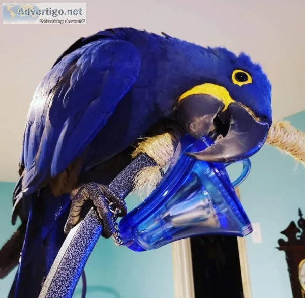 Blue hyacinth macaw parrots for sale 