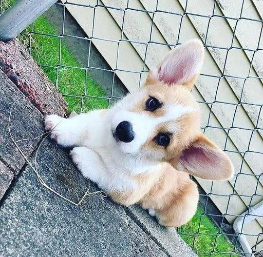 Pembroke welsh corgi puppies for sale