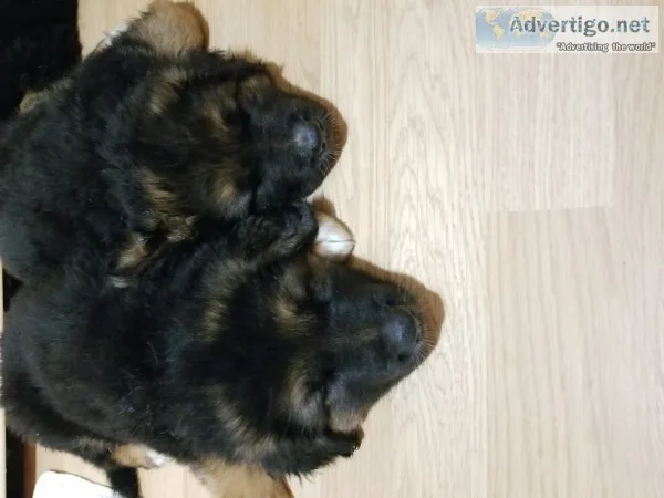 German shepherd aussie puppies 