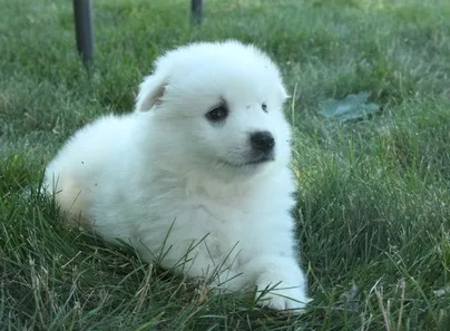 Akc samoyed puppies for sale