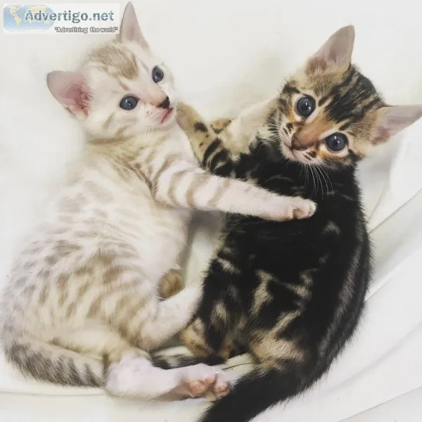 Ginja bengal kittens for companionship