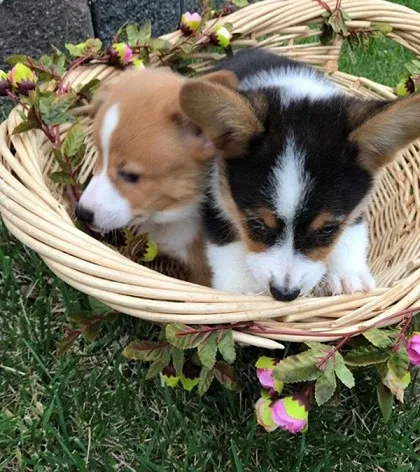 Pembroke welsh corgi puppies for sale