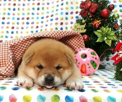 Gorgeous shiba inu puppies available now