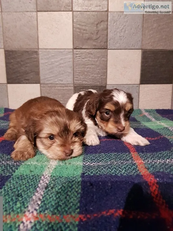 Yorkie puppies in search of a good home