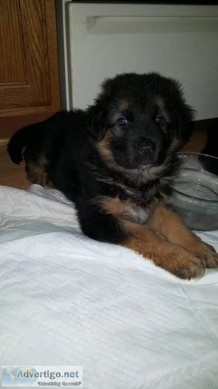 German shepherd aussie puppies 