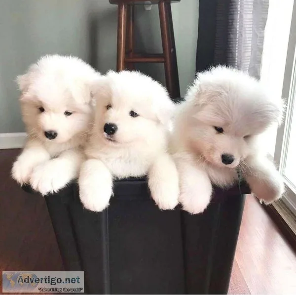 Akc samoyed puppies for sale
