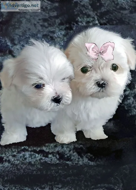 Maltese puppies for x-mas sales 