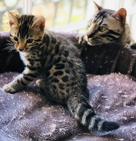 Ginja bengal kittens for companionship