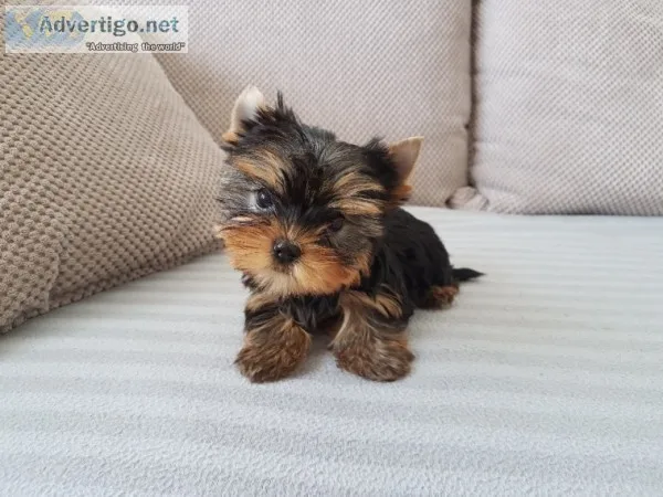  beautiful 9 weeks old yorkie available 