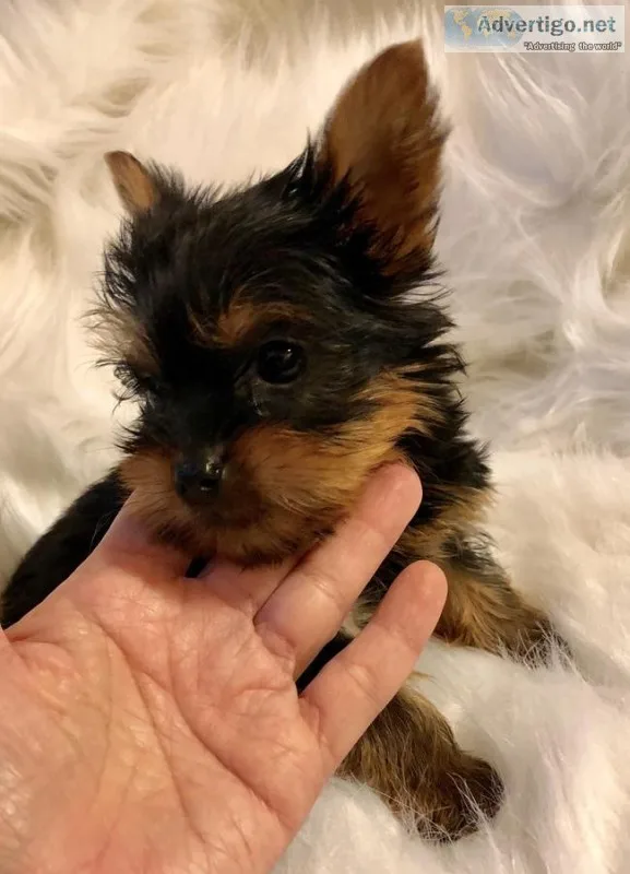  beautiful 9 weeks old yorkie available 