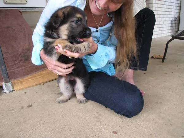  wonderful german shepherd puppies 