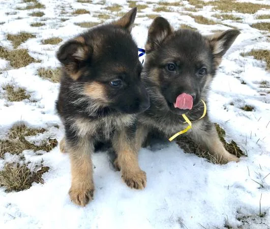  wonderful german shepherd puppies 