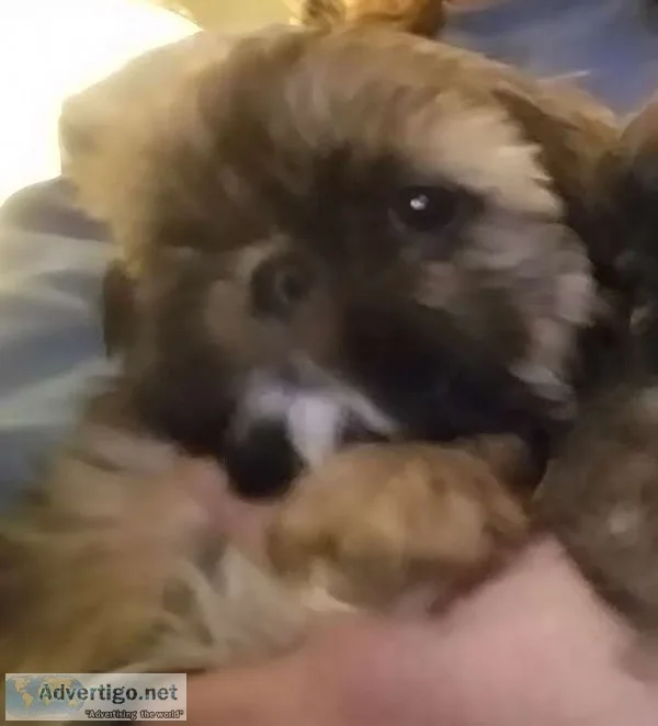 Akc shih tzu puppies 
