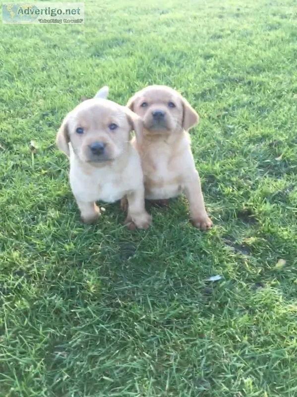 Beautiful labrador puppies