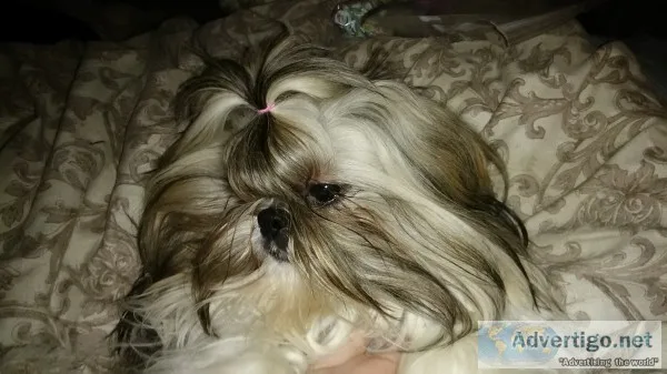 Akc shih tzu puppies 
