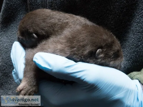 Asian small clawed otters
