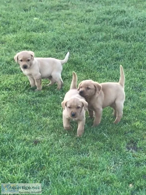 Beautiful labrador puppies