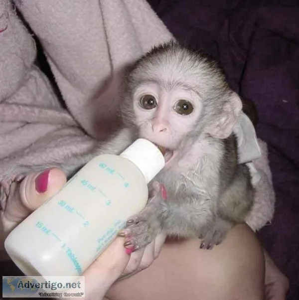 Charming capuchin monkey available